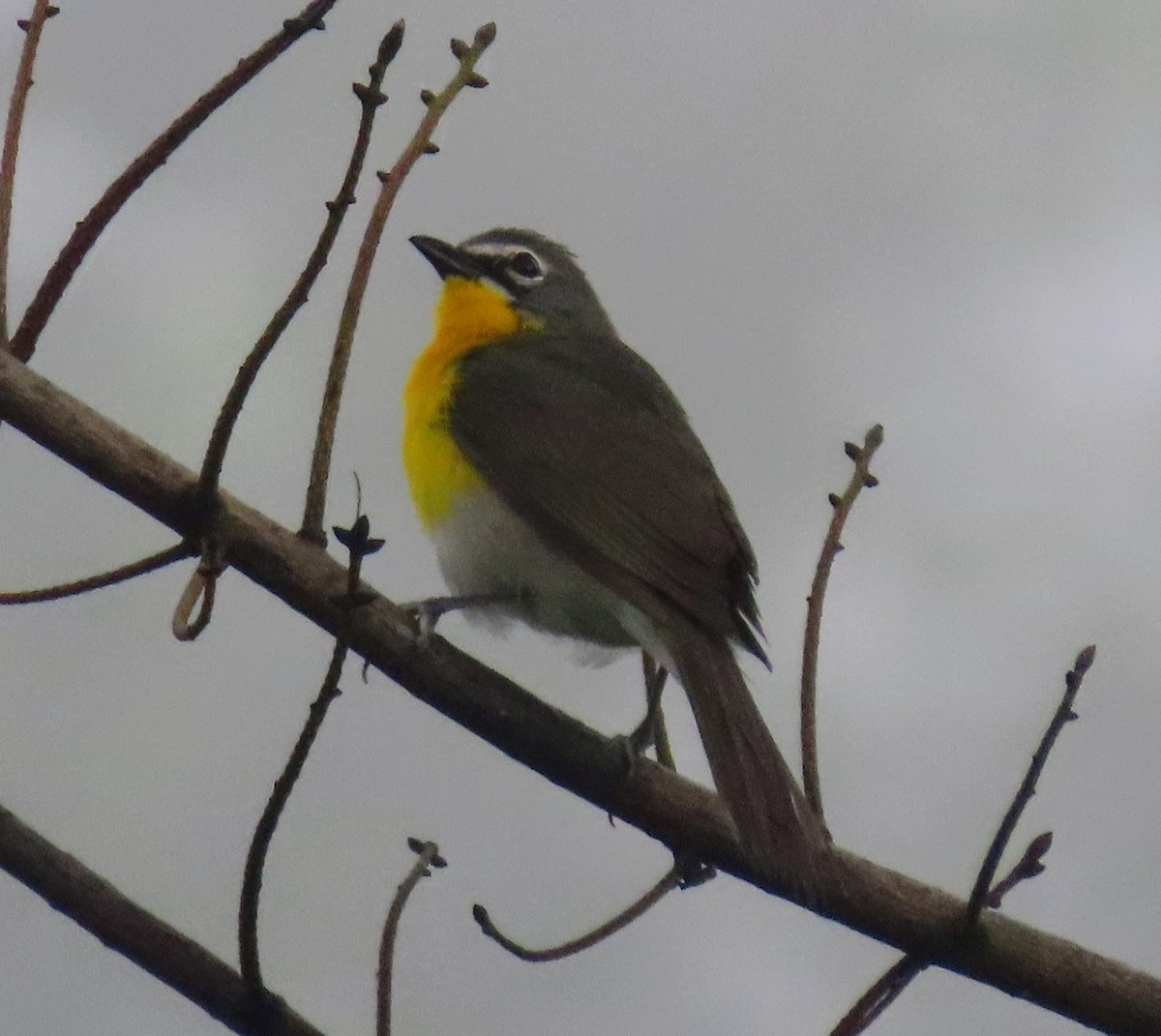 Yellow-breasted Chat - ML466211861