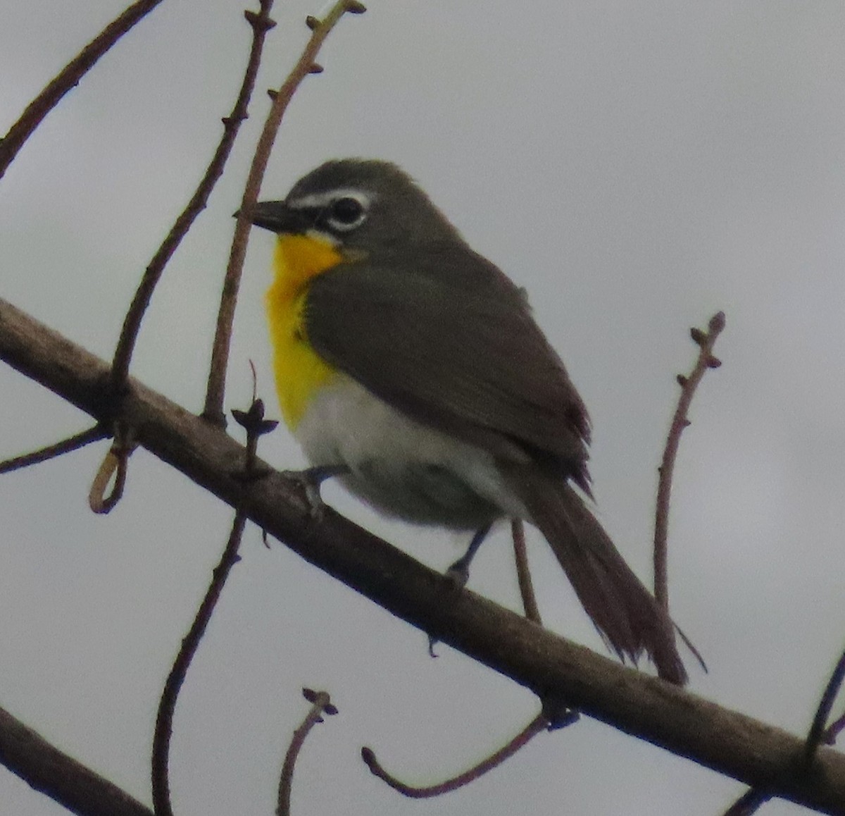 Yellow-breasted Chat - ML466211891