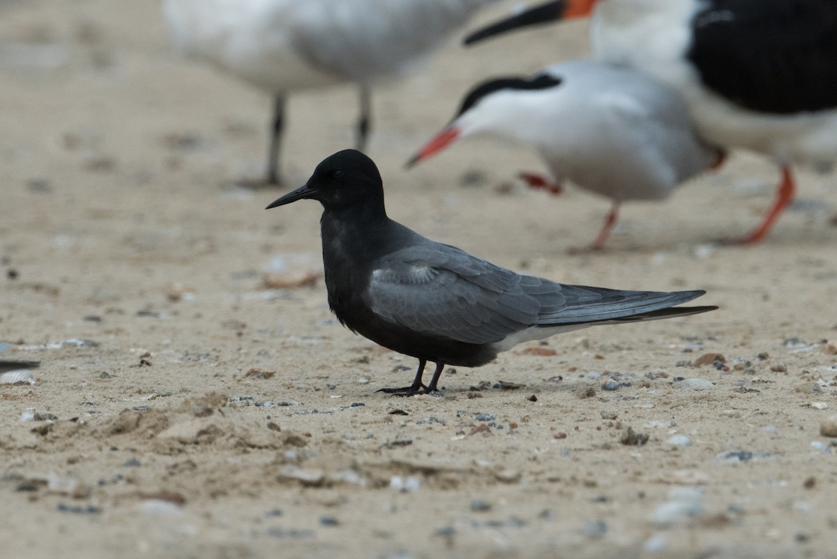 Black Tern - ML466212011