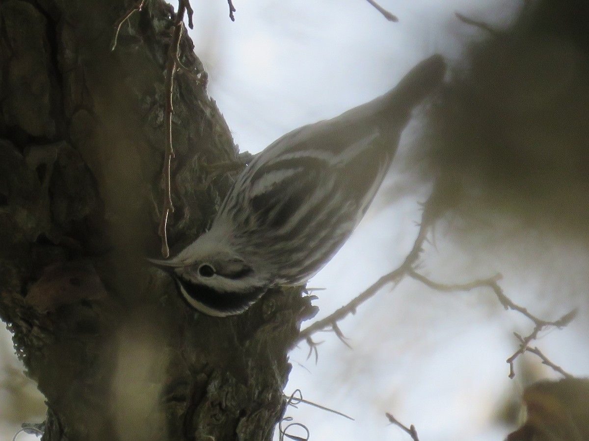Black-and-white Warbler - ML46622391