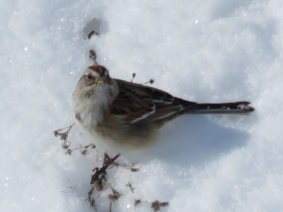 American Tree Sparrow - ML46622591