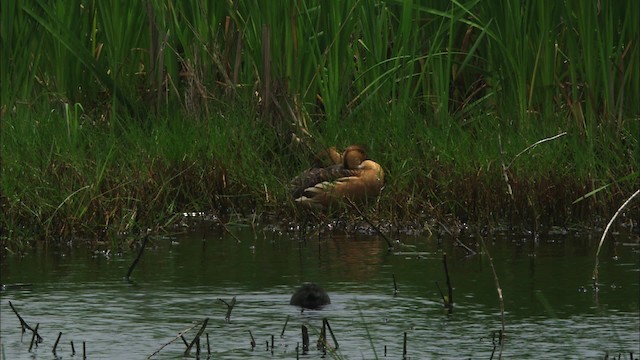 Fulvous Whistling-Duck - ML466226