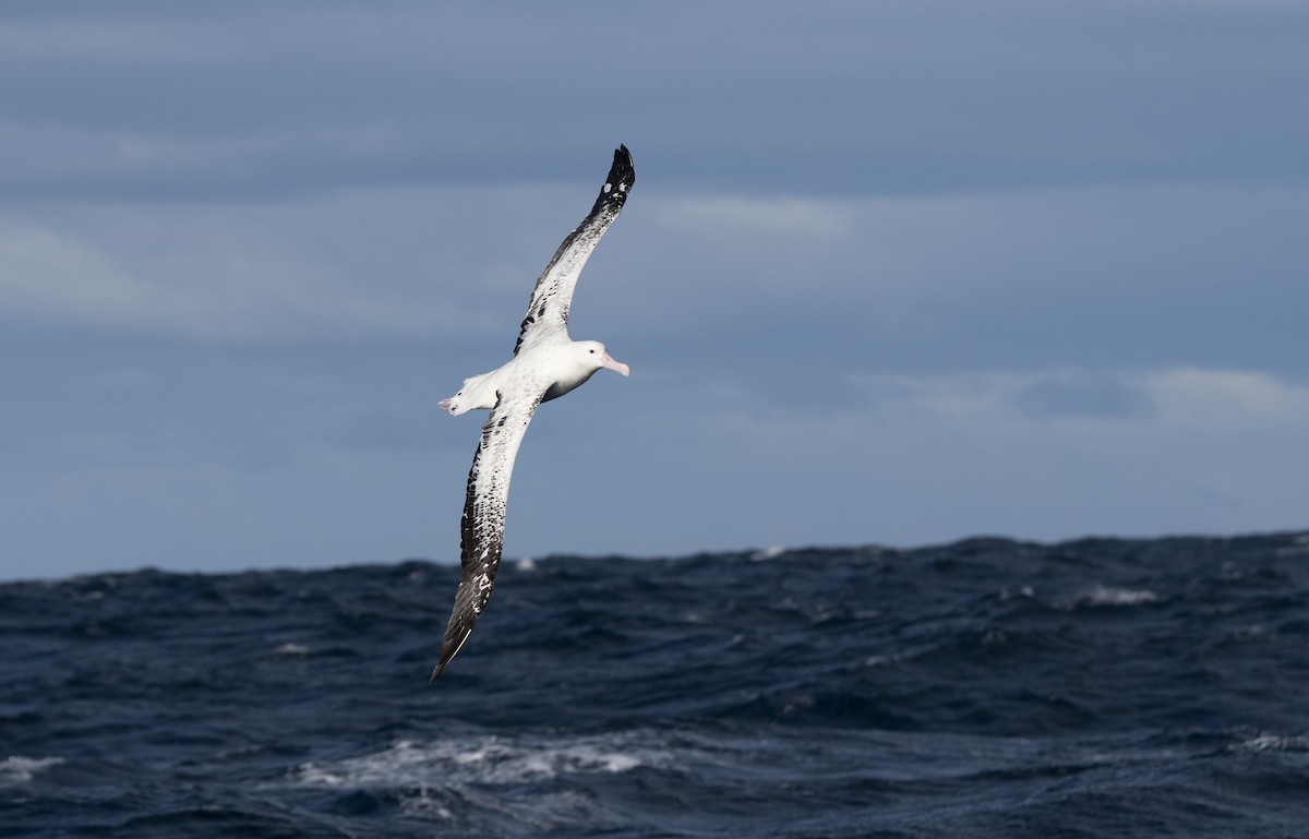 Snowy/Tristan/Antipodean Albatross - ML466227221
