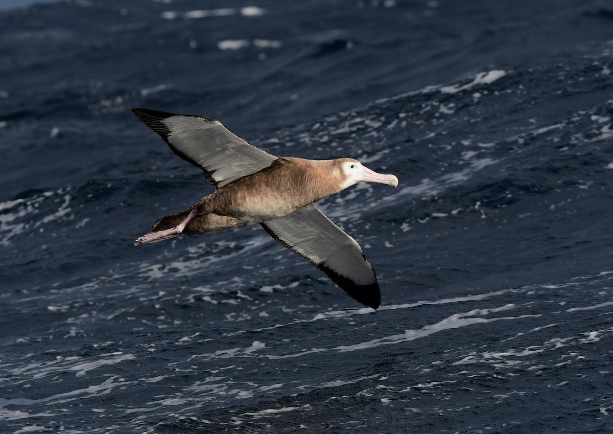 Albatros hurleur, A. de Tristan da Cunha ou A. des Antipodes - ML466227301