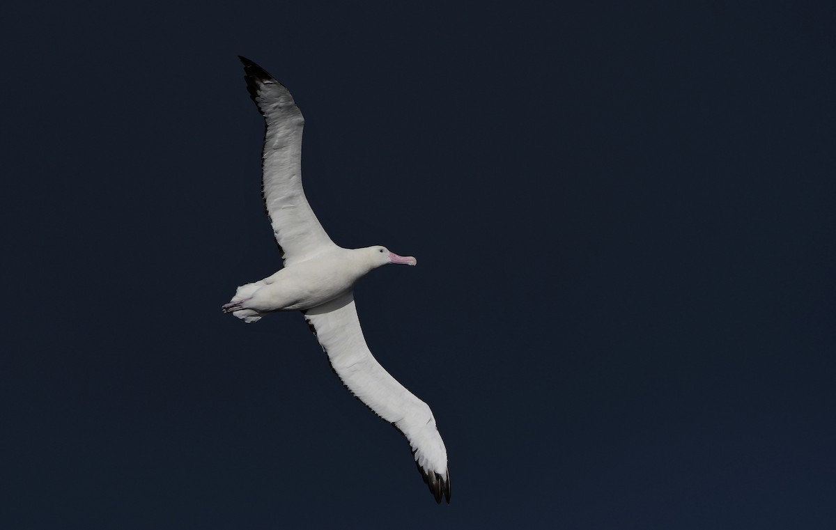 albatros stěhovavý/tristanský/jižní - ML466227381