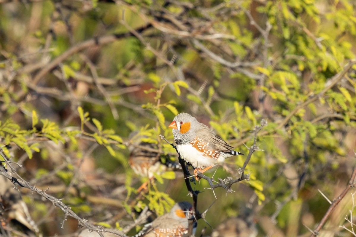 Zebra Finch - ML466227651