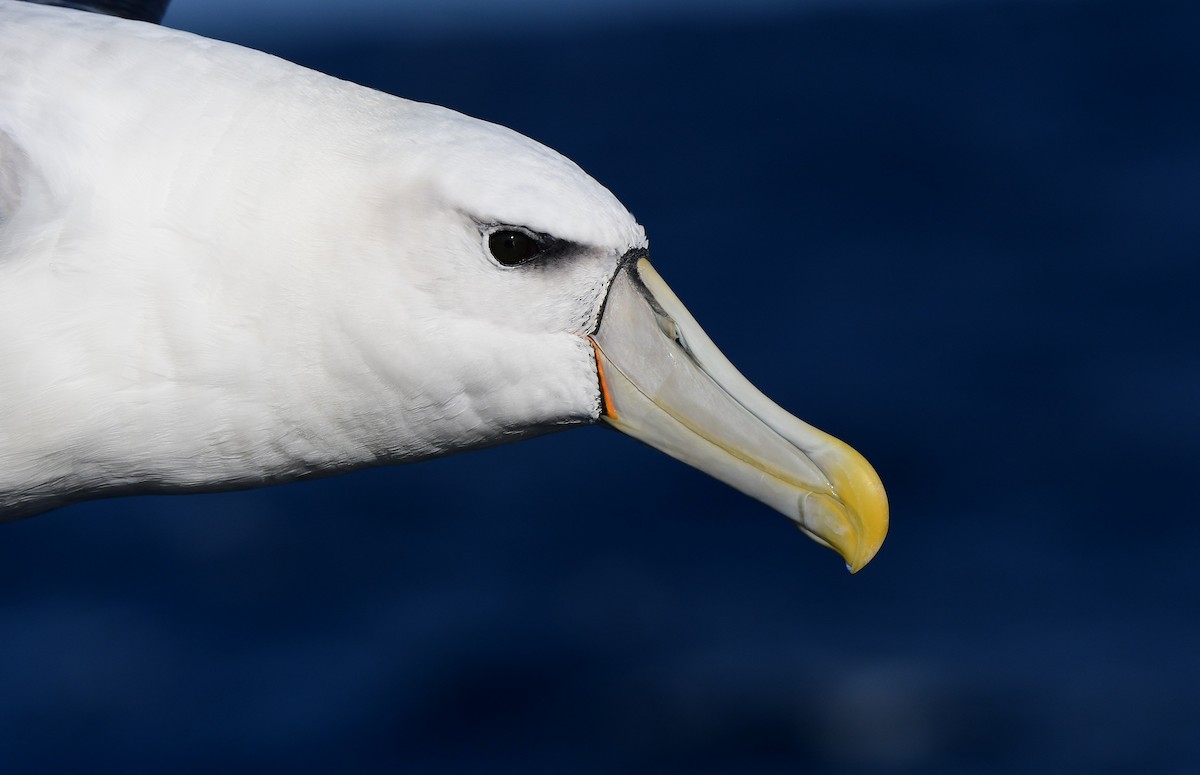 White-capped Albatross - ML466232631