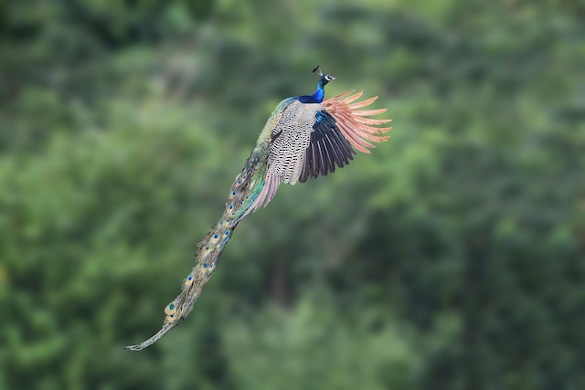 Indian Peafowl - eBird