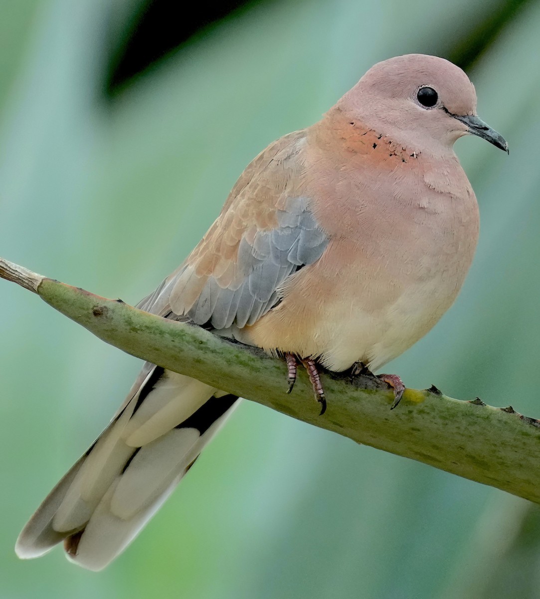 Laughing Dove - ML466234841