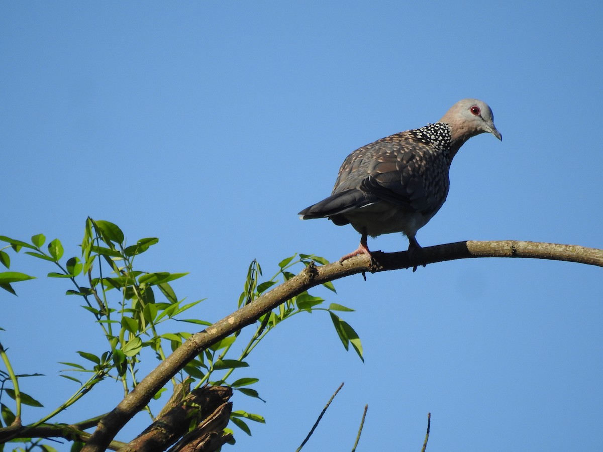 Spotted Dove - ML466238161