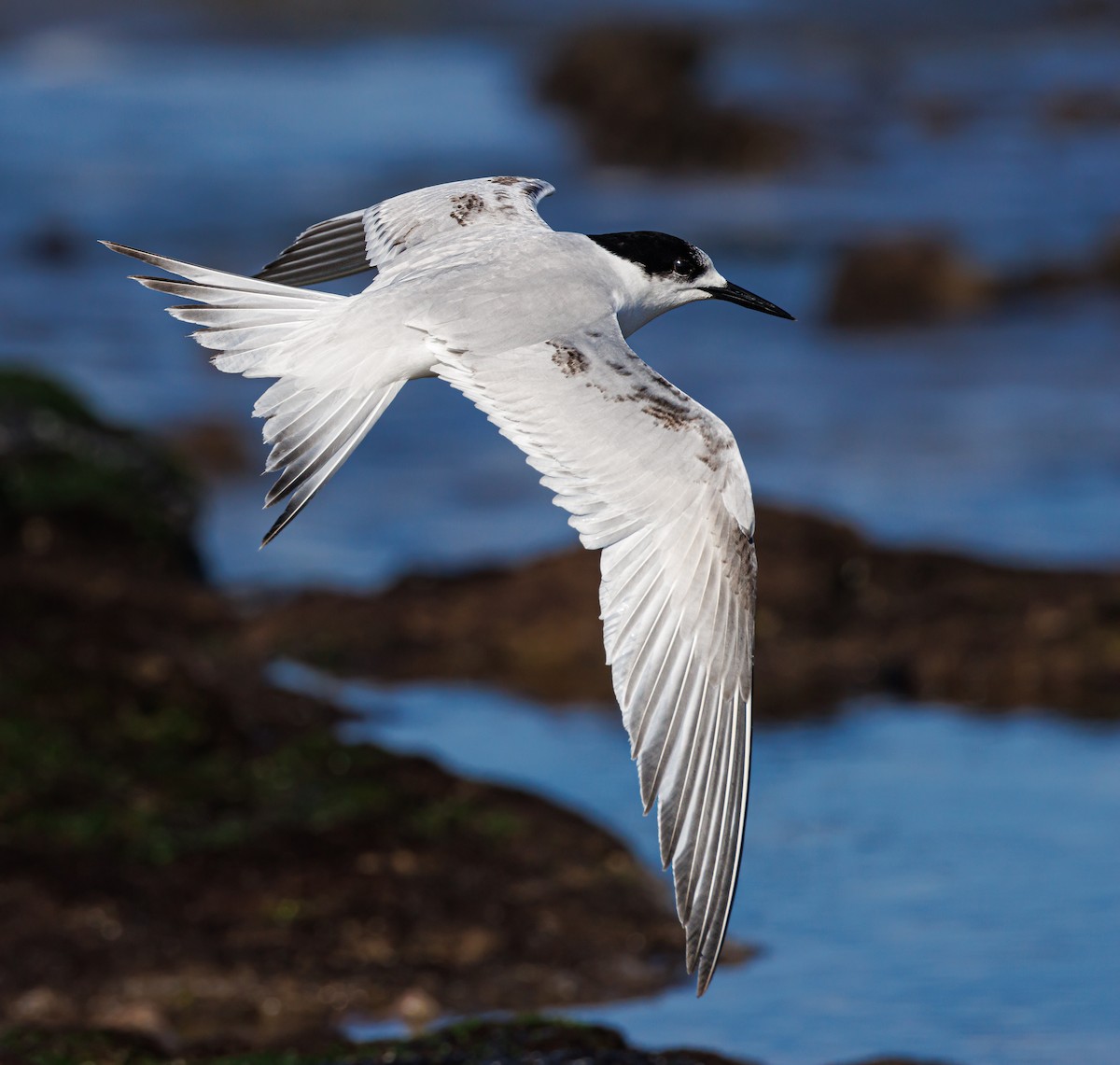 White-fronted Tern - ML466239431