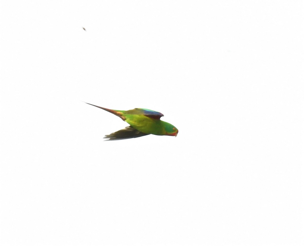 Swift Parrot - ML466240701