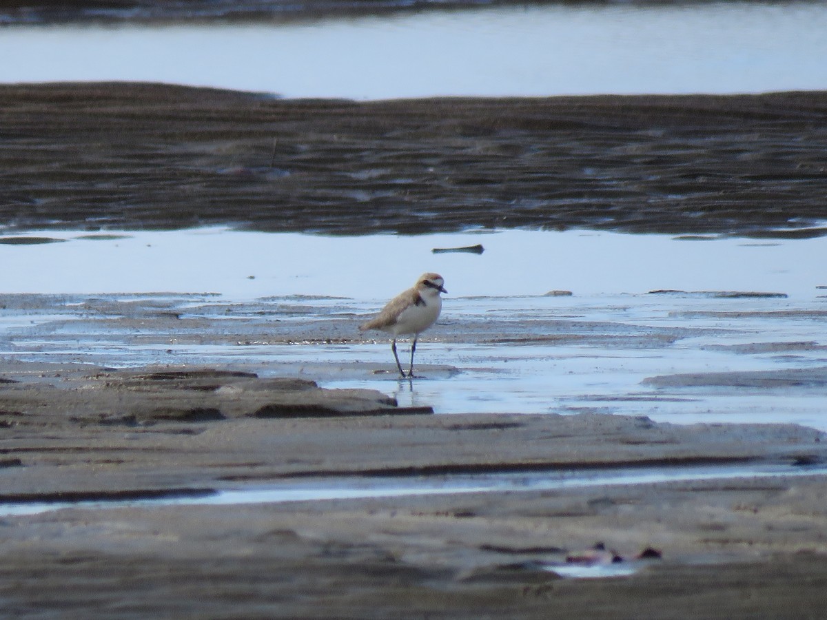 Red-capped Plover - Ceri Pearce