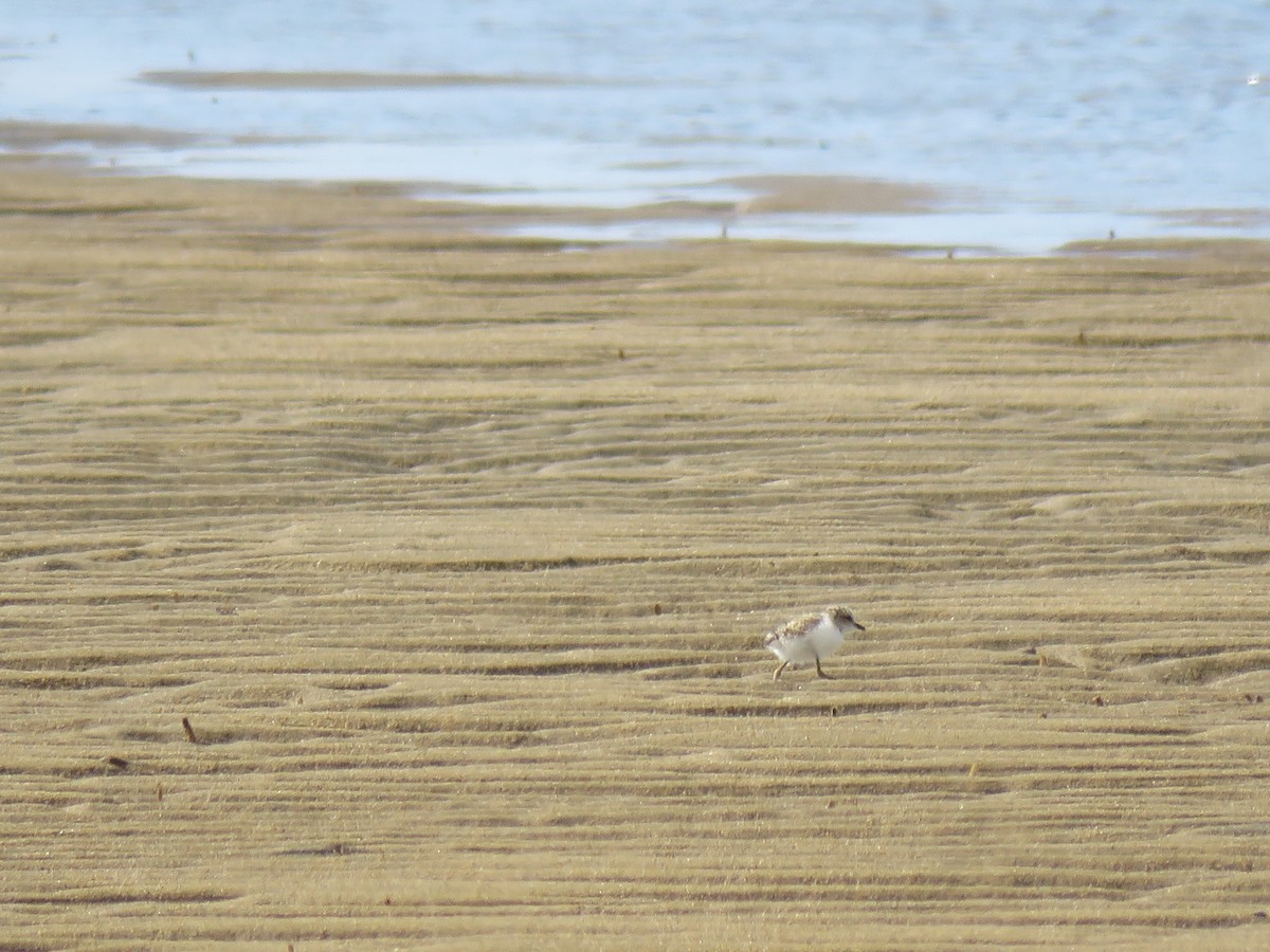 Red-capped Plover - Ceri Pearce