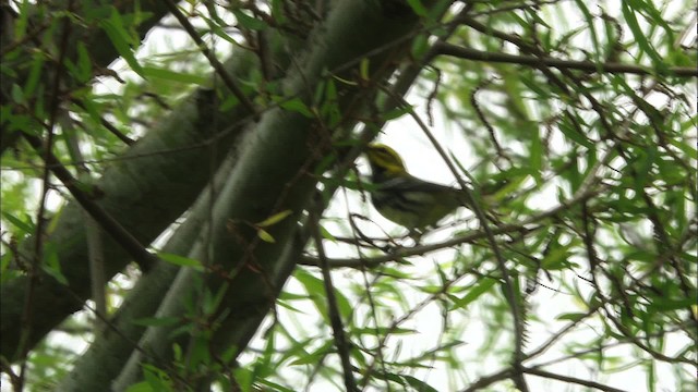 Black-throated Green Warbler - ML466246