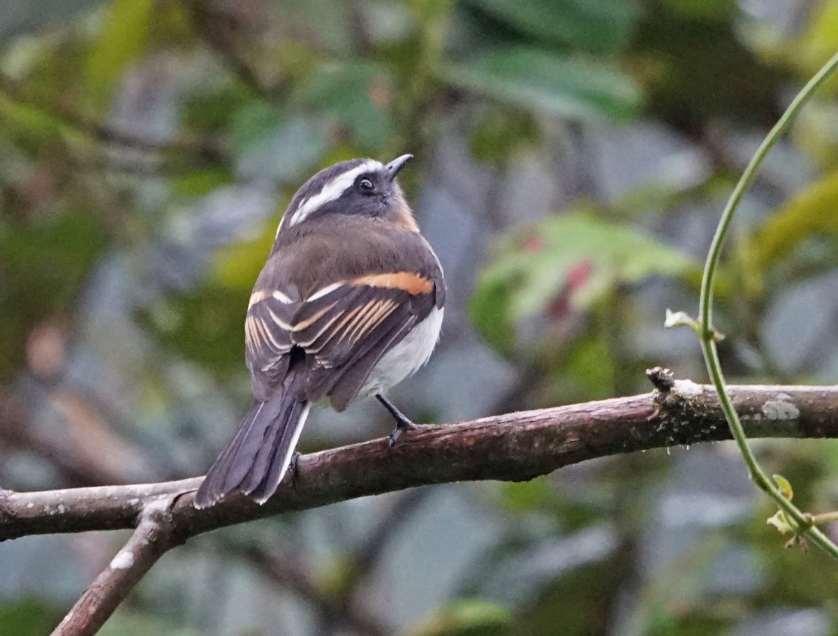 Rufous-breasted Chat-Tyrant - Michael Smith