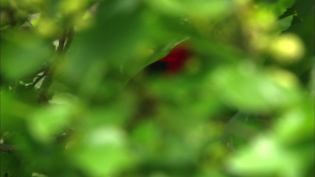 Scarlet Tanager - ML466248