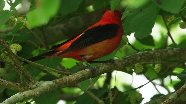 Scarlet Tanager - ML466249