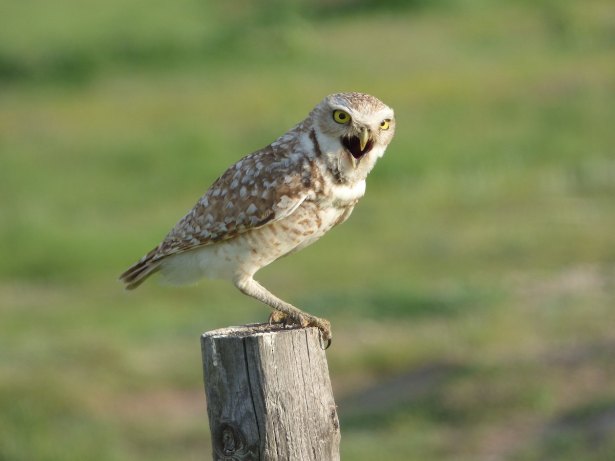 Burrowing Owl - ML466251161