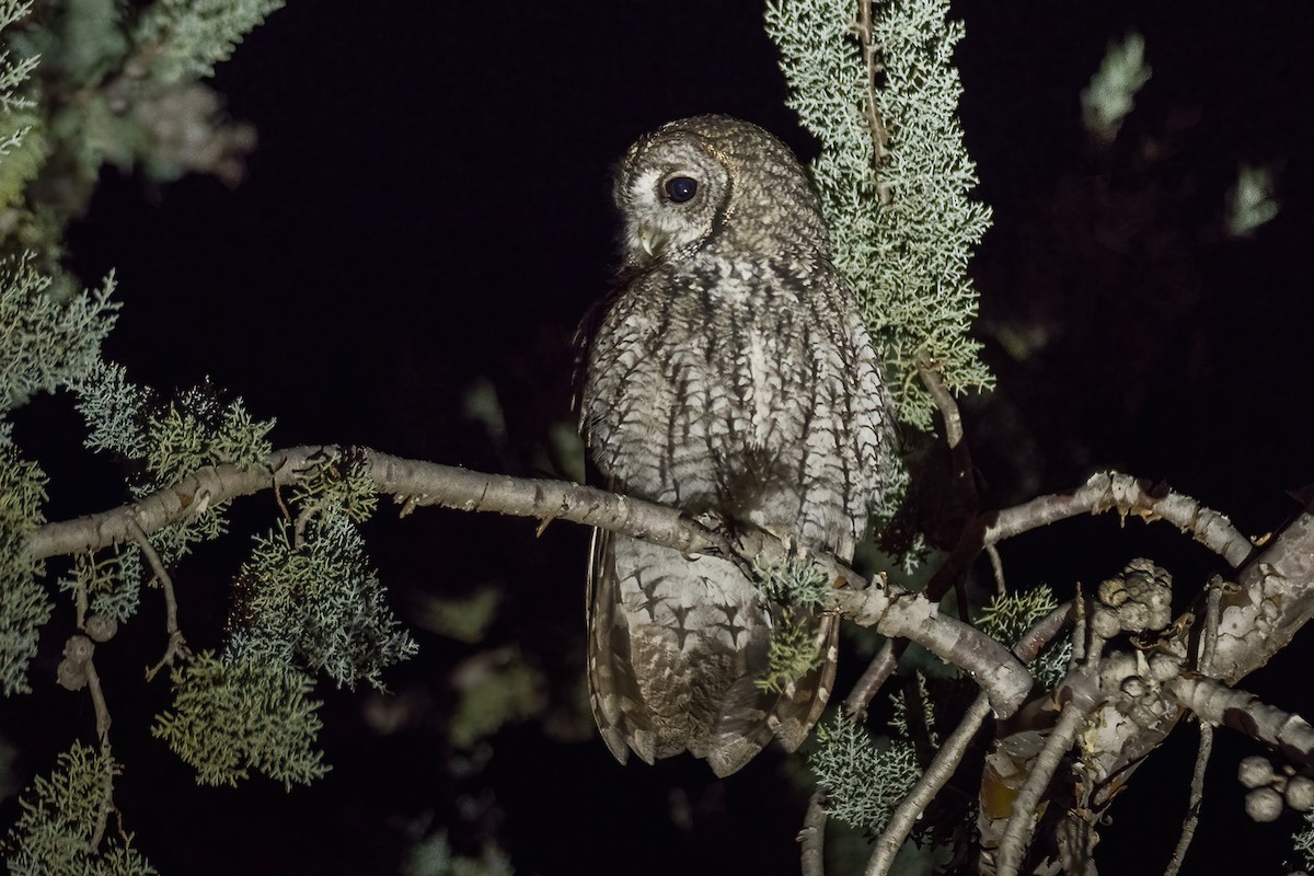 Maghreb Owl - ML466253561