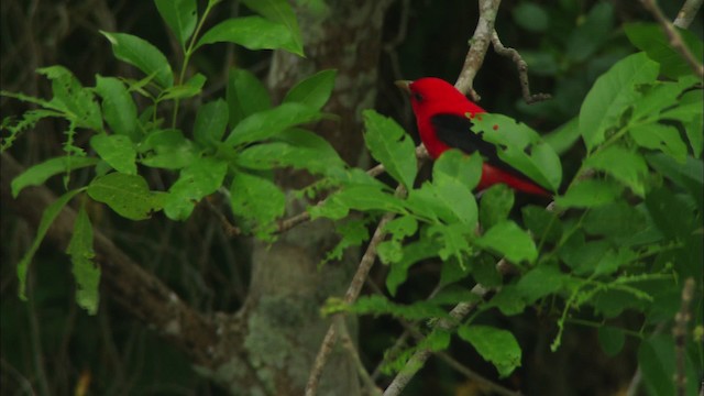 Scarlet Tanager - ML466261