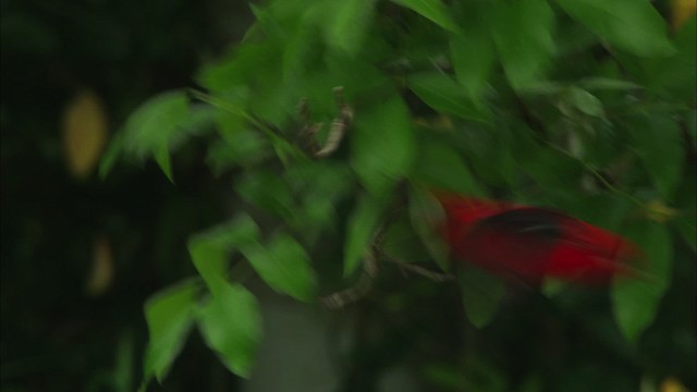 Scarlet Tanager - ML466262