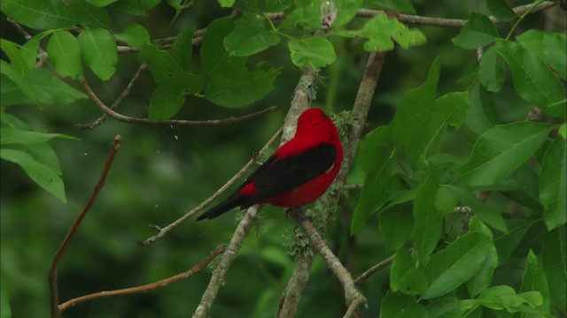 Scarlet Tanager - ML466264