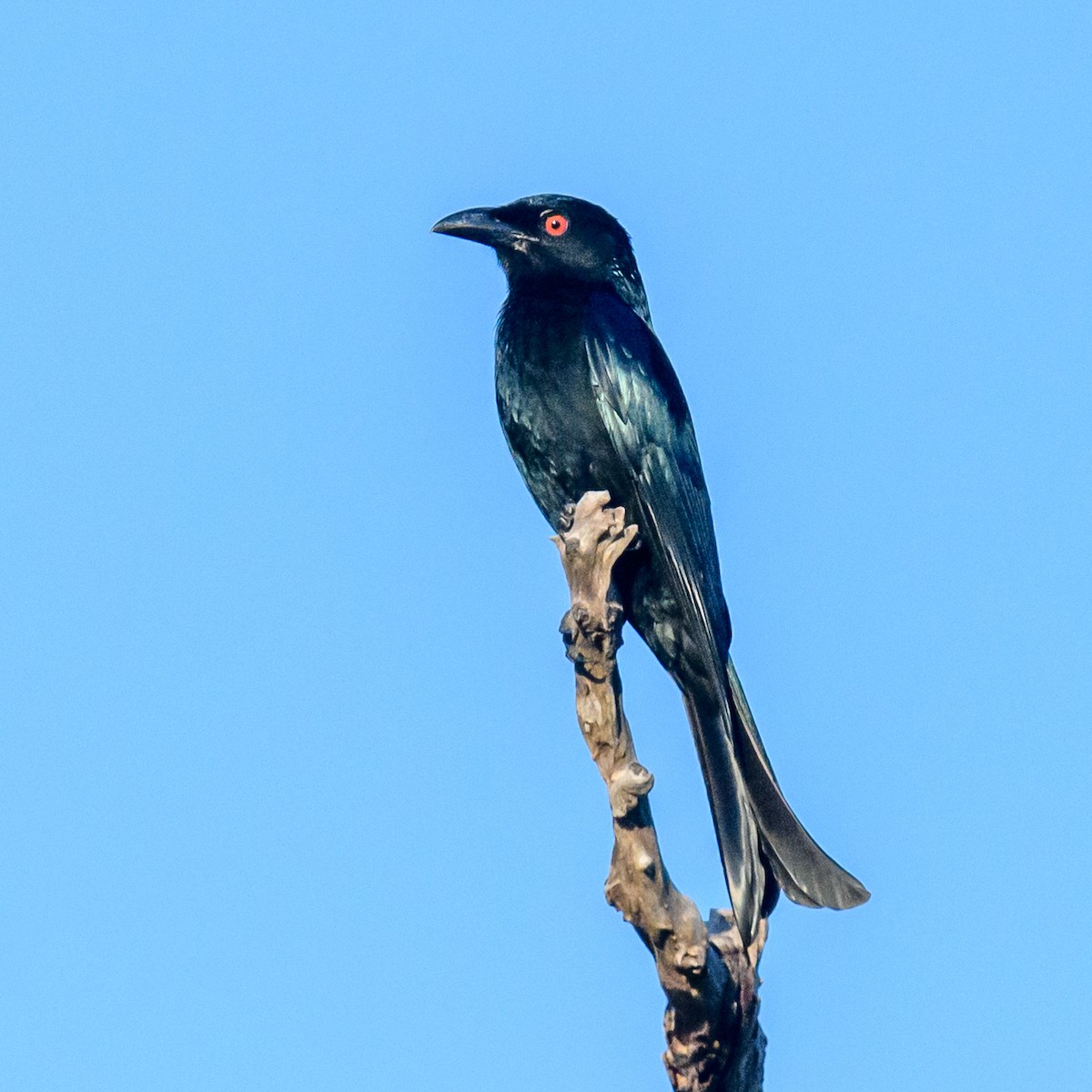 Spangled Drongo - Mark Lethlean