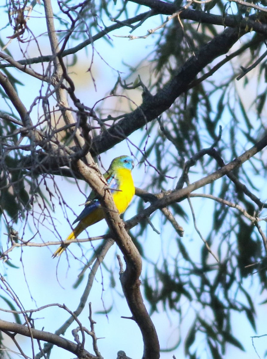 Turquoise Parrot - ML466265051
