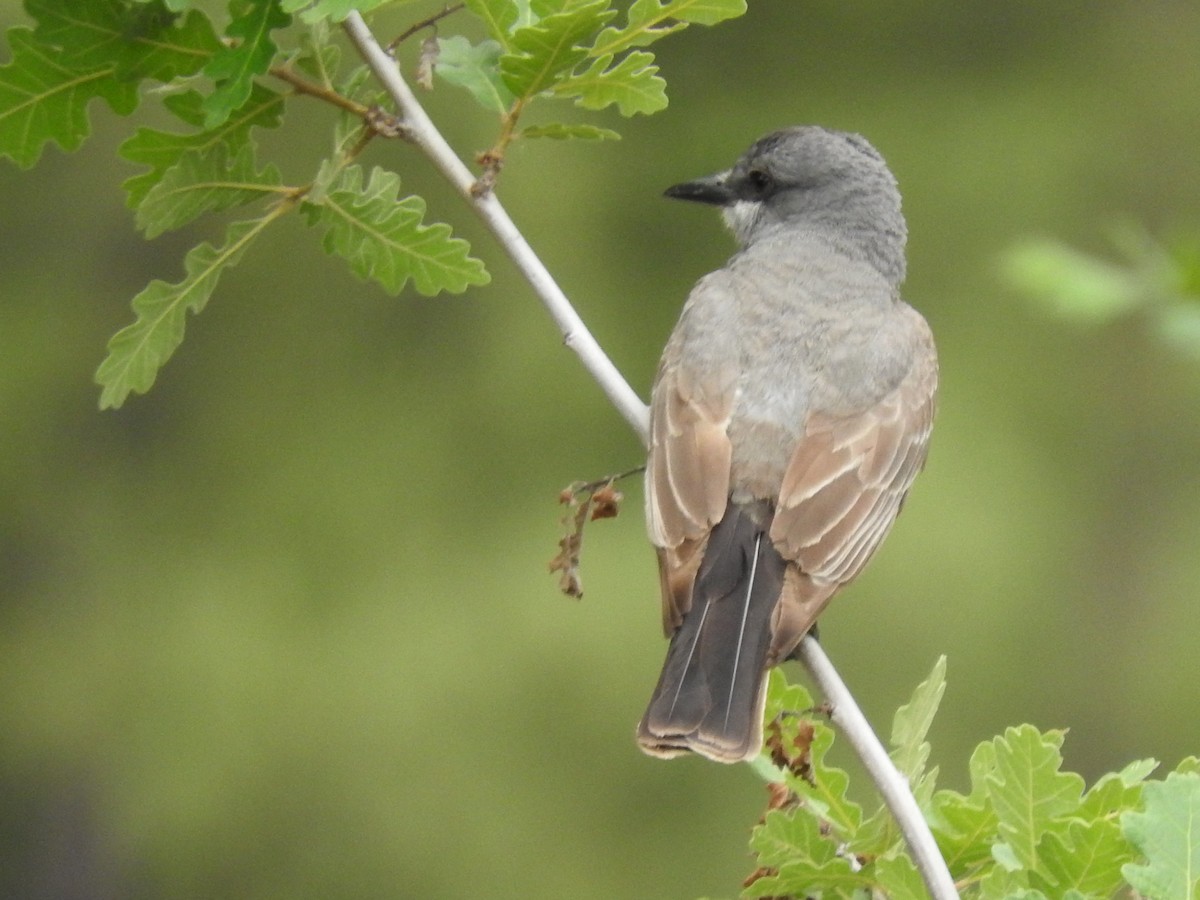 Cassin's Kingbird - shobak kythakyapuzha