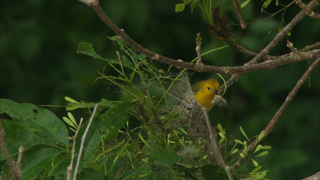 Prothonotary Warbler - ML466267
