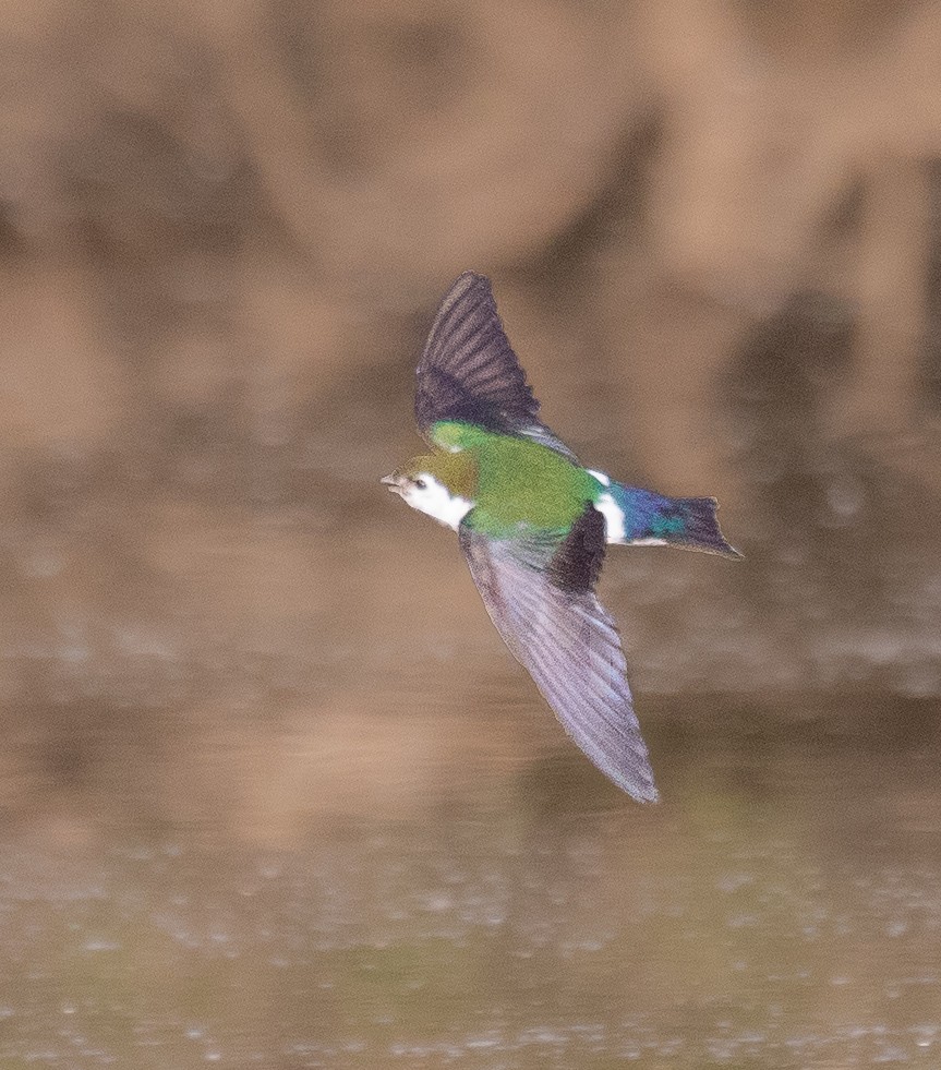 Violet-green Swallow - ML466267421