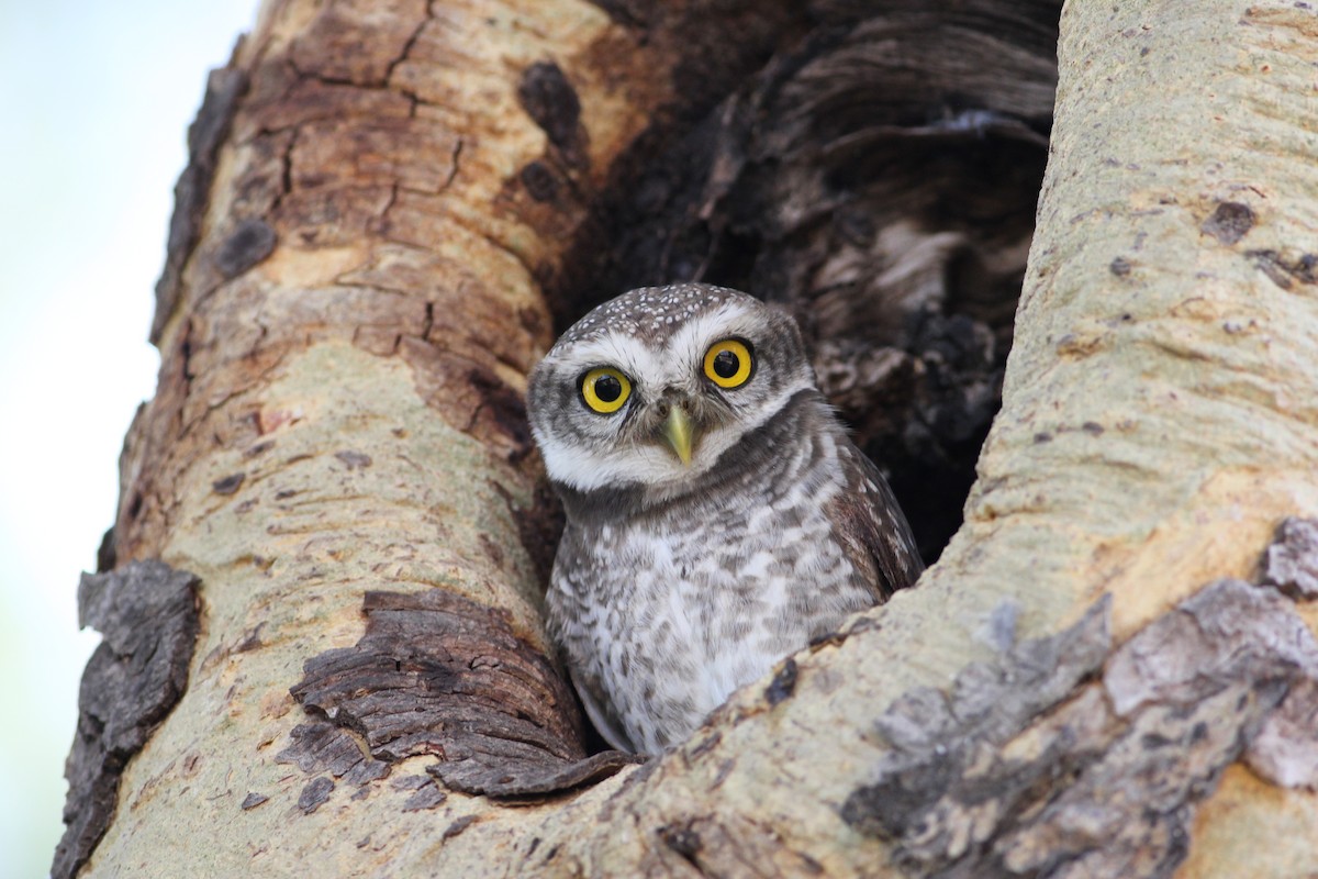 Spotted Owlet - Jeerapa Sookgaew