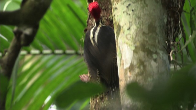 Pale-billed Woodpecker - ML466271