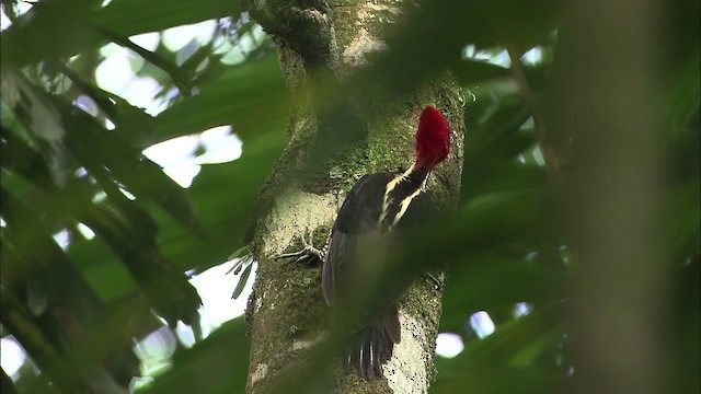 Pale-billed Woodpecker - ML466274