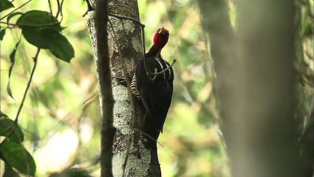 Pale-billed Woodpecker - ML466275