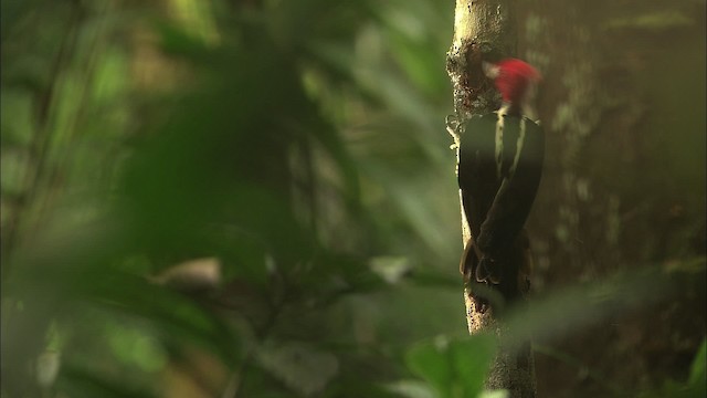 Pale-billed Woodpecker - ML466276