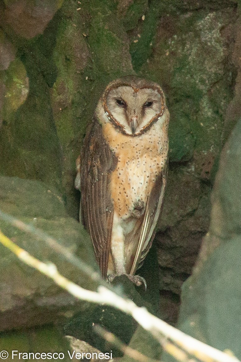 Sulawesi Masked-Owl - ML466277541