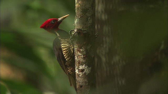 Pale-billed Woodpecker - ML466278