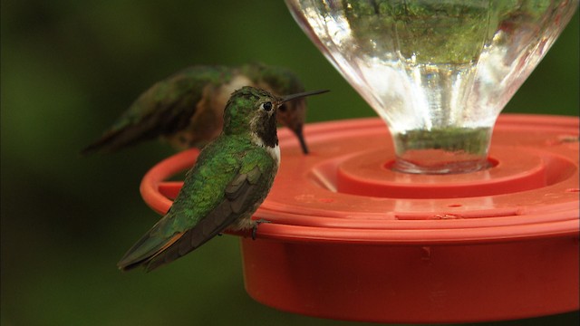 Broad-tailed Hummingbird - ML466288