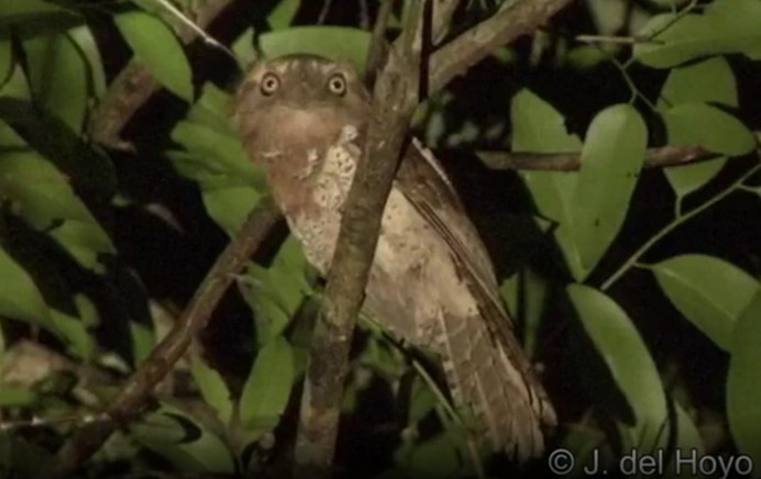 Blyth's Frogmouth (Indochinese) - ML466288501