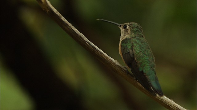 Broad-tailed Hummingbird - ML466289