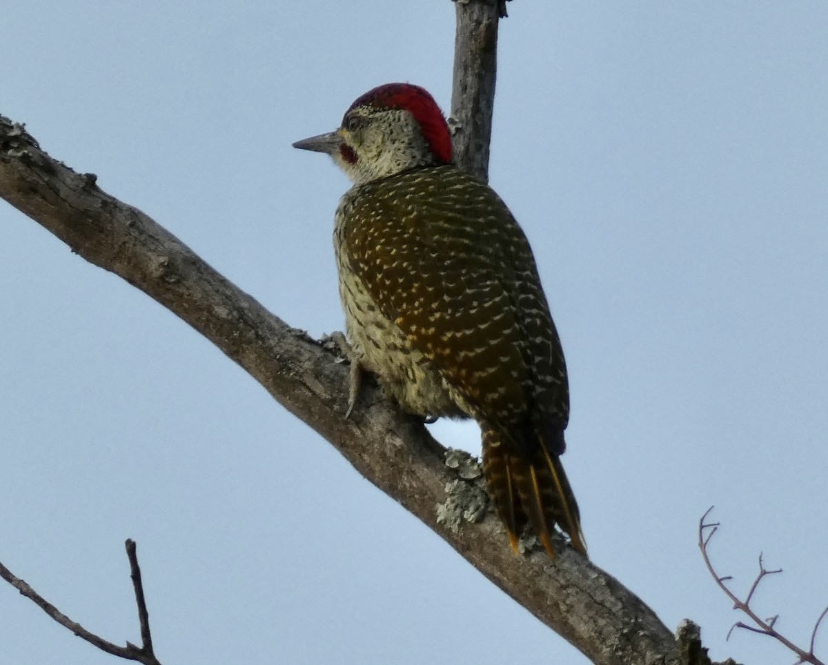 Golden-tailed Woodpecker - ML466290221