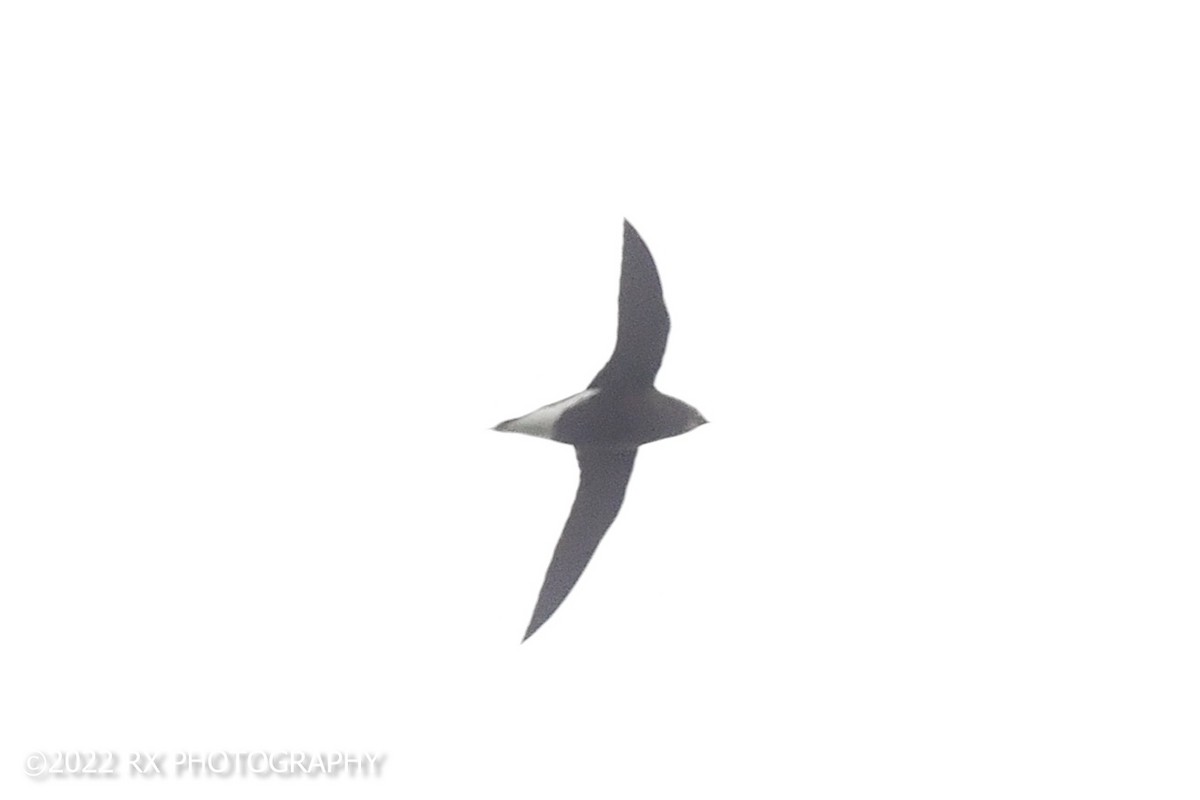 Brown-backed Needletail - ML466290451