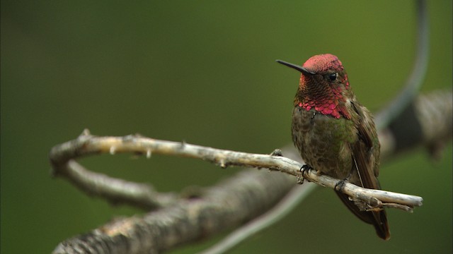 Anna's Hummingbird - ML466292