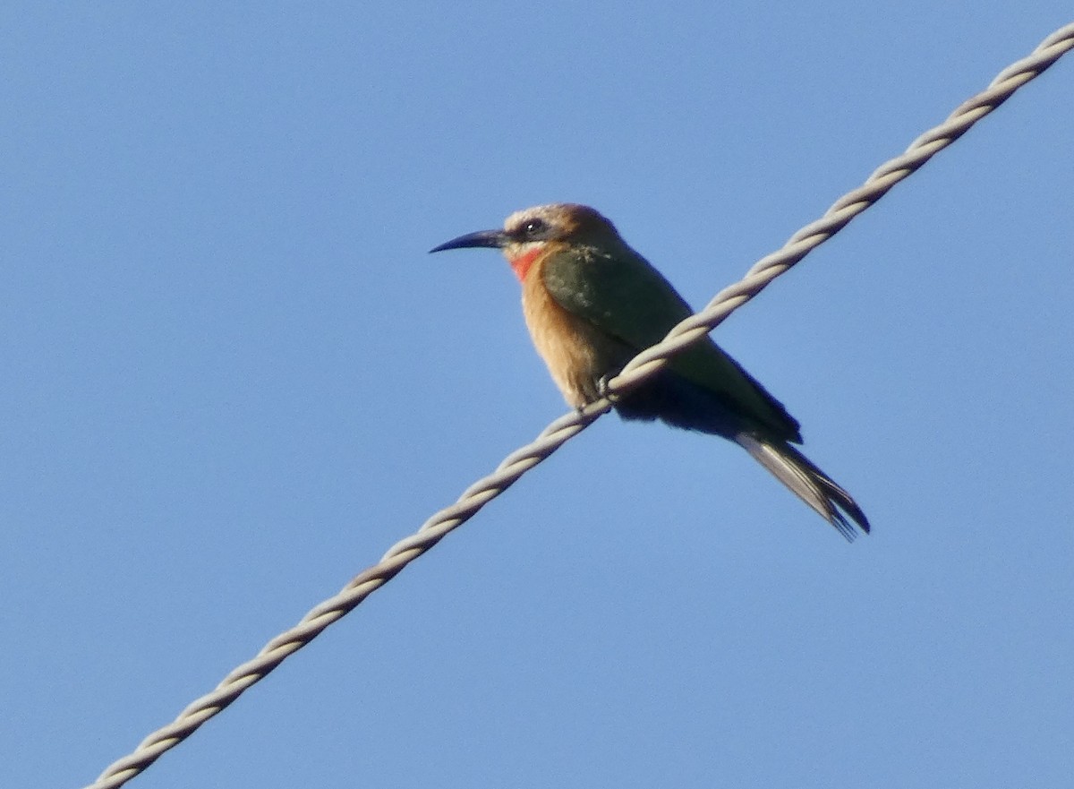 White-fronted Bee-eater - ML466292041