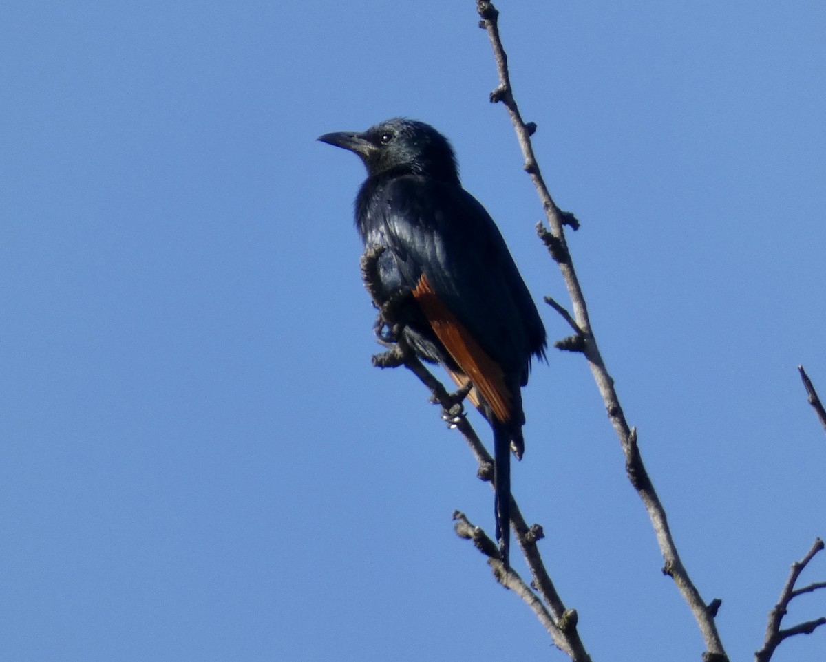 Red-winged Starling - ML466292461