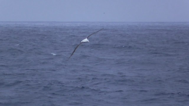 Snowy Albatross - ML466293661