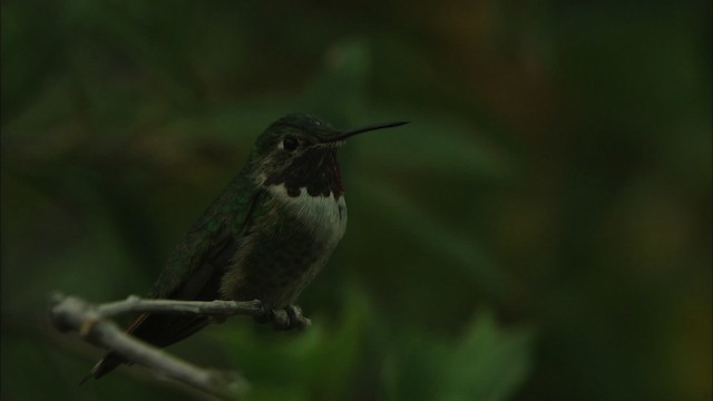 Broad-tailed Hummingbird - ML466294