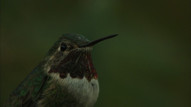 Broad-tailed Hummingbird - ML466295